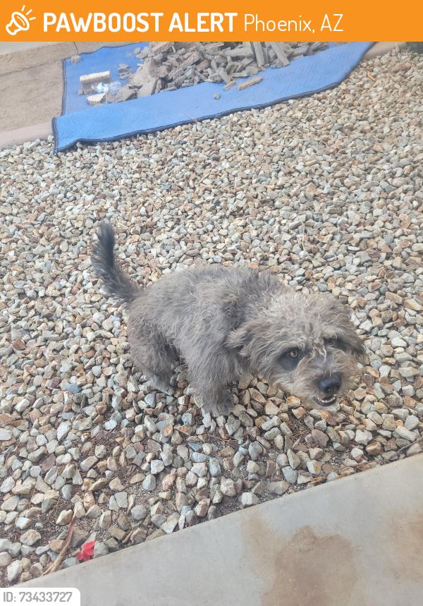 Found/Stray Female Dog last seen 85th Ave. And Amelia Ave, Phoenix, AZ 85037