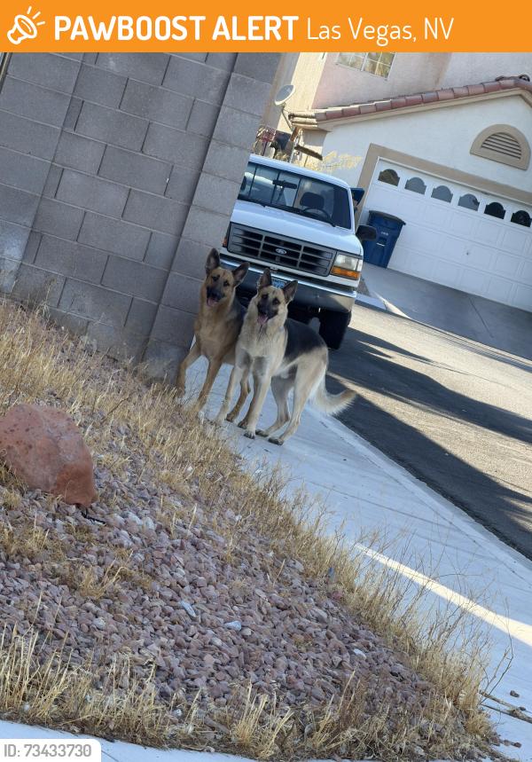Found/Stray Male Dog last seen Vegas Drive and Tenaya, Las Vegas, NV 89117