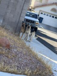 Found/Stray Male Dog last seen Vegas Drive and Tenaya, Las Vegas, NV 89117