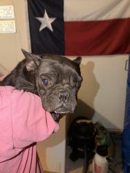 Found/Stray Female Dog last seen ridge road, Fayetteville, NC 28311