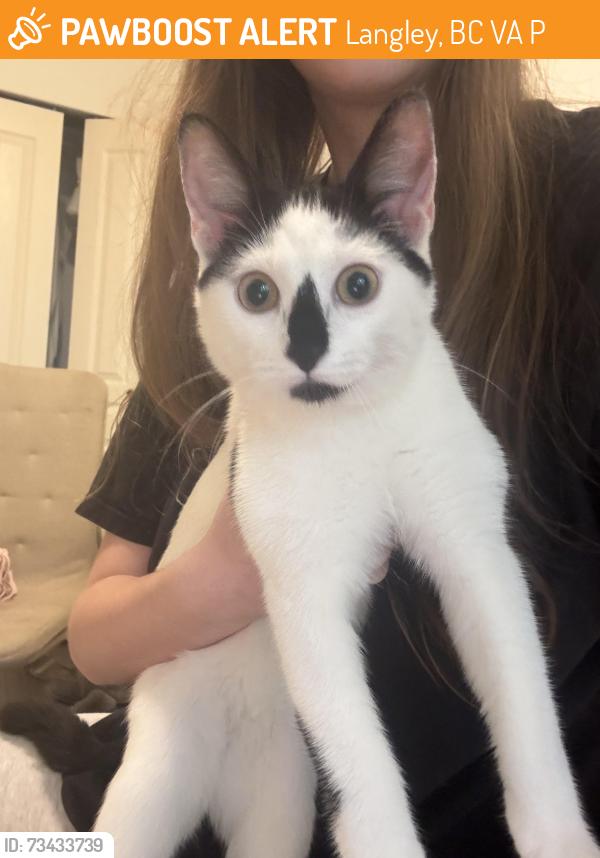 Found/Stray Female Cat last seen Near Eastleigh Cres Langley, Langley, BC V3A 0P7