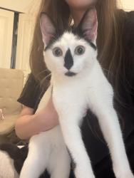 Found/Stray Female Cat last seen Near Eastleigh Cres Langley, Langley, BC V3A 0P7
