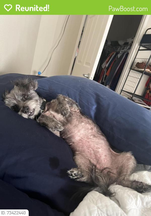Reunited Female Dog last seen blue oaks and sunset, Rocklin, CA 95765