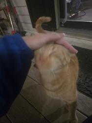 Reunited Male Cat last seen Montour Street, Brisban-baseball field area, Swatara Township, PA 17111