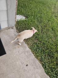 Reunited Female Dog last seen Pale St. And Green Valley, Houston, TX 77064