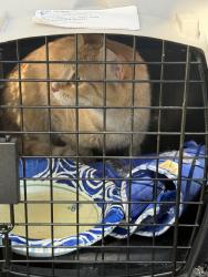 Found/Stray Unknown Cat last seen Near Remington pt, Greenwood, IN 46143