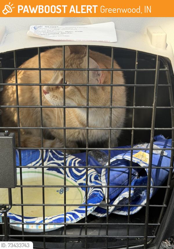 Found/Stray Unknown Cat last seen Near Remington pt, Greenwood, IN 46143