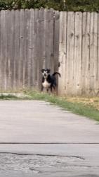 Found/Stray Unknown Dog last seen Nottingham at Windsoe, Denton, TX 76209