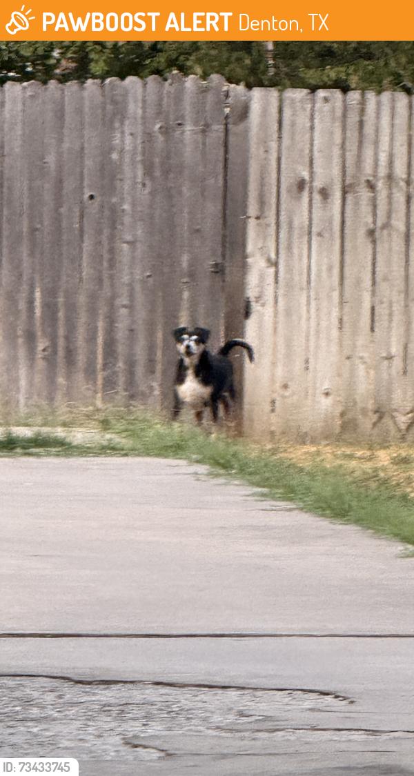 Found/Stray Unknown Dog last seen Nottingham at Windsoe, Denton, TX 76209