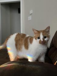 Lost Male Cat last seen Near cypresswood crossing blvd, Houston, TX 77070