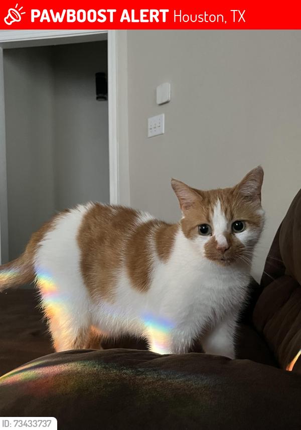 Lost Male Cat last seen Near cypresswood crossing blvd, Houston, TX 77070