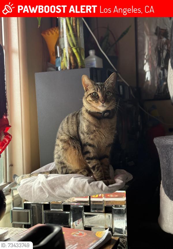 Lost Male Cat last seen AirTag was last seen in 6551 in front of the apmts, Los Angeles, CA 91606