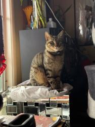 Lost Male Cat last seen AirTag was last seen in 6551 in front of the apmts, Los Angeles, CA 91606
