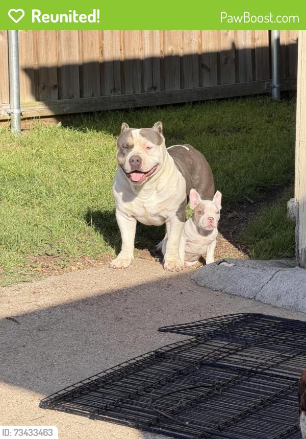 Reunited Female Dog last seen Cannon Creek Ct, Willis, TX 77378