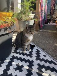 Lost Female Cat last seen 66th ave E, Fife, WA 98424