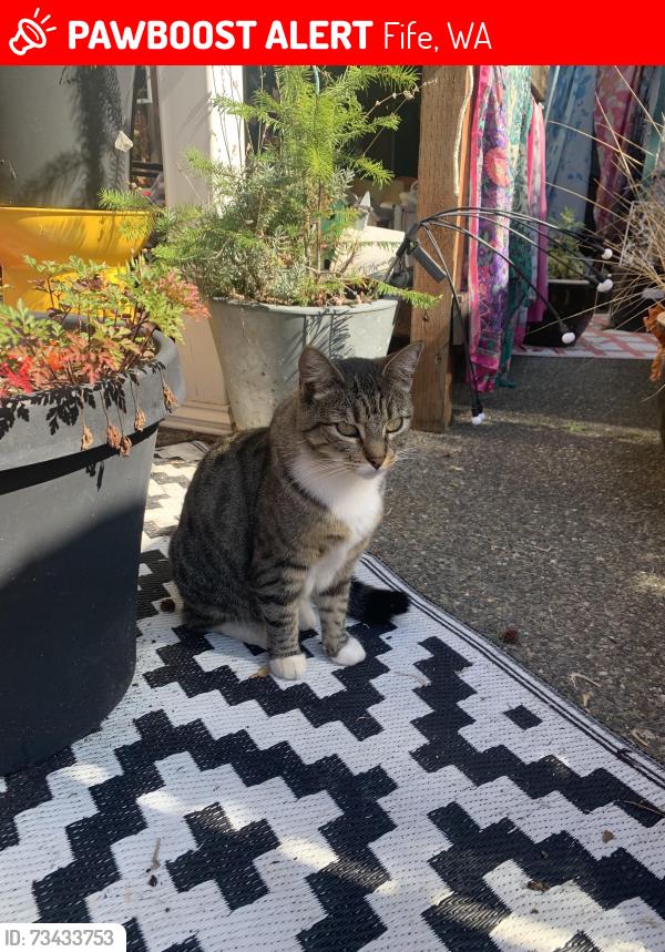 Lost Female Cat last seen 66th ave E, Fife, WA 98424