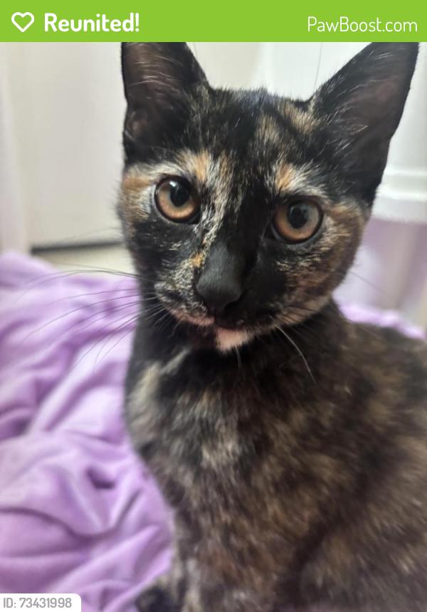 Reunited Female Cat last seen Carlton Pl, Santee, CA 92071