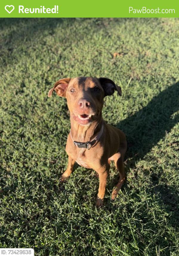 Reunited Female Dog last seen Lee highway, Ooltewah, TN 37363