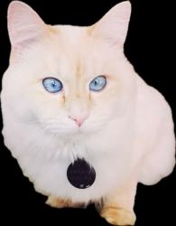 Reunited Male Cat last seen 94th and Wilbur, Milwaukee, WI 53228