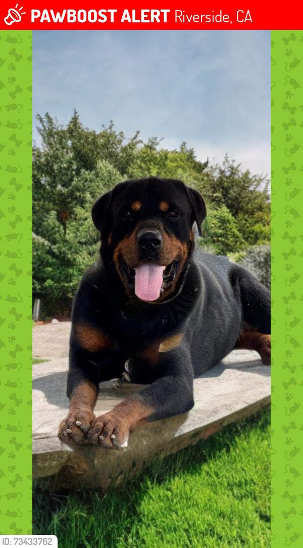 Lost Male Dog last seen Tyker, Riverside, CA 92505