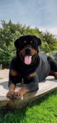 Lost Male Dog last seen Tyker, Riverside, CA 92505
