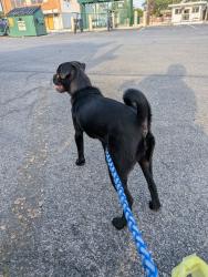 Found/Stray Female Dog last seen Nogalitos and Givens Ave, San Antonio, TX 78204