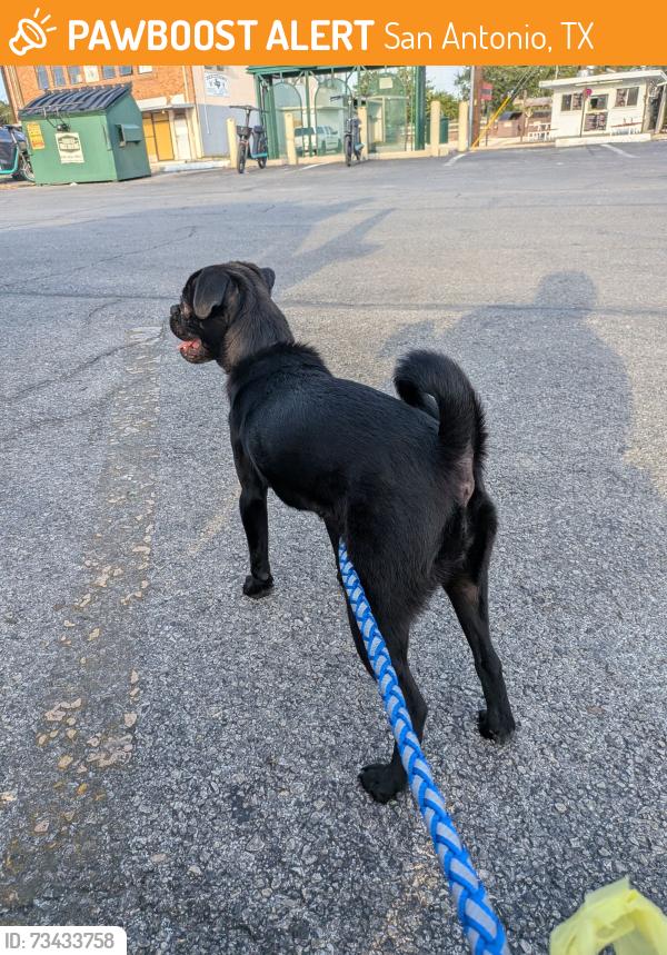 Found/Stray Female Dog last seen Nogalitos and Givens Ave, San Antonio, TX 78204