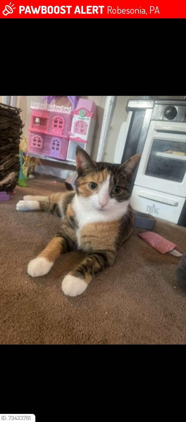 Lost Female Cat last seen Church st near Exxon, Robesonia, PA 19551