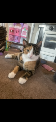 Lost Female Cat last seen Church st near Exxon, Robesonia, PA 19551