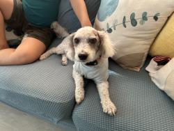 Lost Male Dog last seen Six avenue, Los Angeles, CA 90018