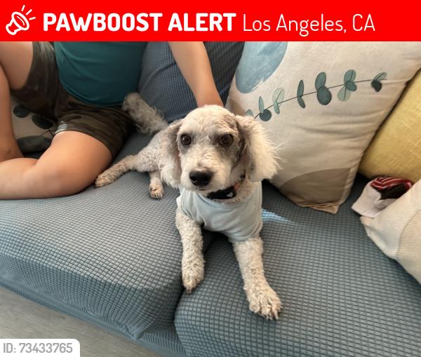 Lost Male Dog last seen Six avenue, Los Angeles, CA 90018