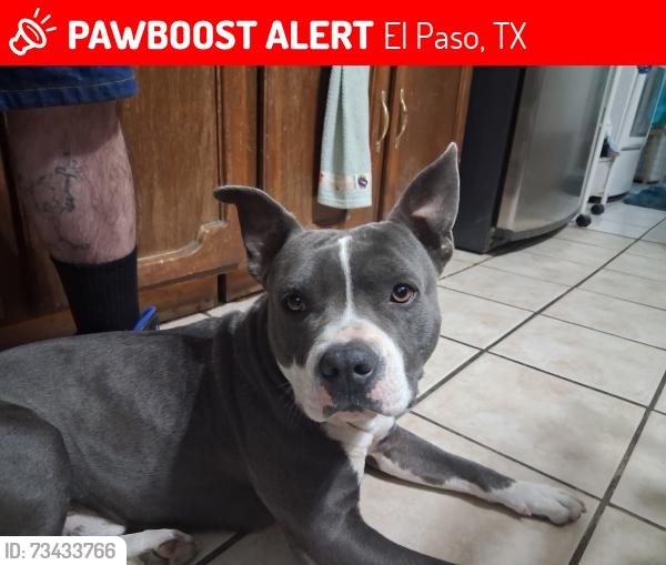 Lost Male Dog last seen Wyoming Ave and Grama St, El Paso, TX 79903