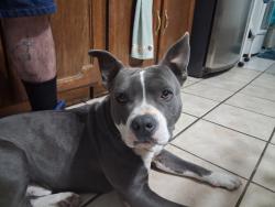 Lost Male Dog last seen Wyoming Ave and Grama St, El Paso, TX 79903