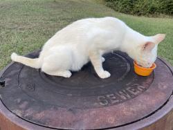 Found/Stray Male Cat last seen The Arbors, Chattanooga, TN 37421