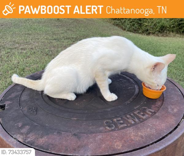 Found/Stray Male Cat last seen The Arbors, Chattanooga, TN 37421