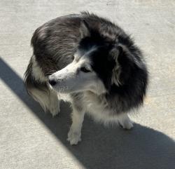 Shelter Stray Female Dog last seen , 4275 Elton St, Baldwin Park, CA 91706, USA