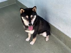 Shelter Stray Female Dog last seen , 4275 Elton St, Baldwin Park, CA 91706, USA