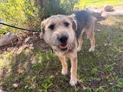 Shelter Stray Female Dog last seen , 4275 Elton St, Baldwin Park, CA 91706, USA
