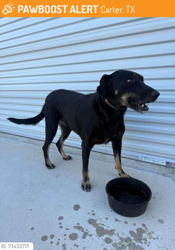 Found/Stray Female Dog last seen 51and Stormy Lane, Carter, TX 76085