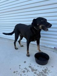 Found/Stray Female Dog last seen 51and Stormy Lane, Carter, TX 76085