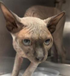 Shelter Stray Male Cat last seen Near BLOCK HILLCREST LN, HEMET CA 92544, 581 S Grand Ave, San Jacinto, CA 92582, USA