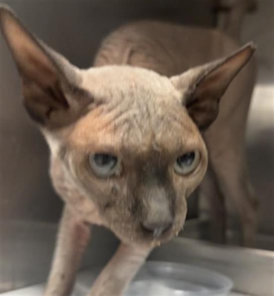 Shelter Stray Male Cat last seen Near BLOCK HILLCREST LN, HEMET CA 92544, 581 S Grand Ave, San Jacinto, CA 92582, USA