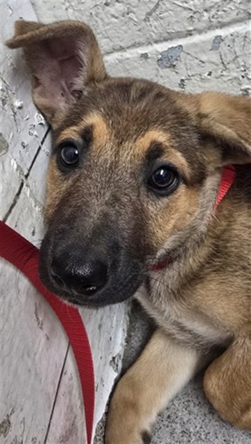 Shelter Stray Female Dog last seen 7TH AND GARNER, 333 Chandler Pl, San Bernardino, CA 92408, USA