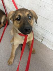 Shelter Stray Female Dog last seen 7TH AND GARNER, 333 Chandler Pl, San Bernardino, CA 92408, USA