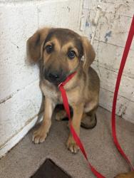 Shelter Stray Male Dog last seen 7TH AND GARNER, 333 Chandler Pl, San Bernardino, CA 92408, USA