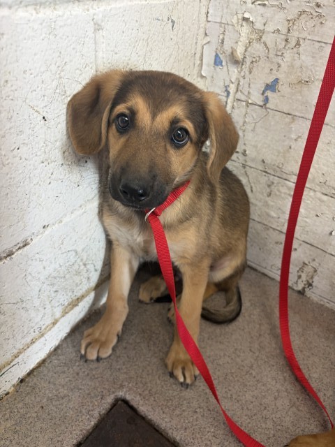 Shelter Stray Male Dog last seen 7TH AND GARNER, 333 Chandler Pl, San Bernardino, CA 92408, USA