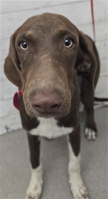 Shelter Stray Female Dog last seen PALMETTO X RANDALL, 333 Chandler Pl, San Bernardino, CA 92408, USA