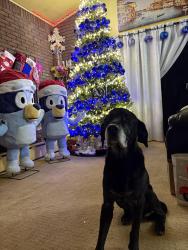 Reunited Male Dog last seen Near stone street, Newark, NJ 07104