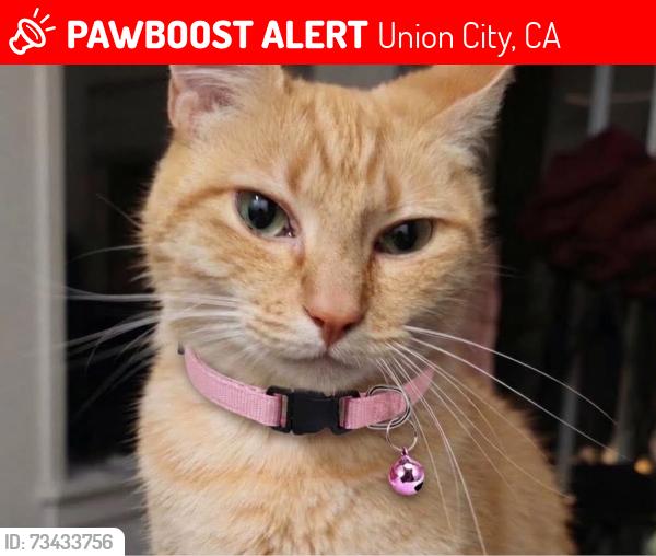 Lost Female Cat last seen Decoto Rd and alvarado niles blvd, Union City, CA 94587