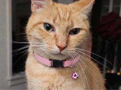Lost Female Cat last seen Decoto Rd and alvarado niles blvd, Union City, CA 94587